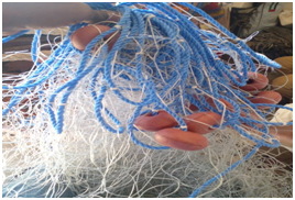 Dried Fish